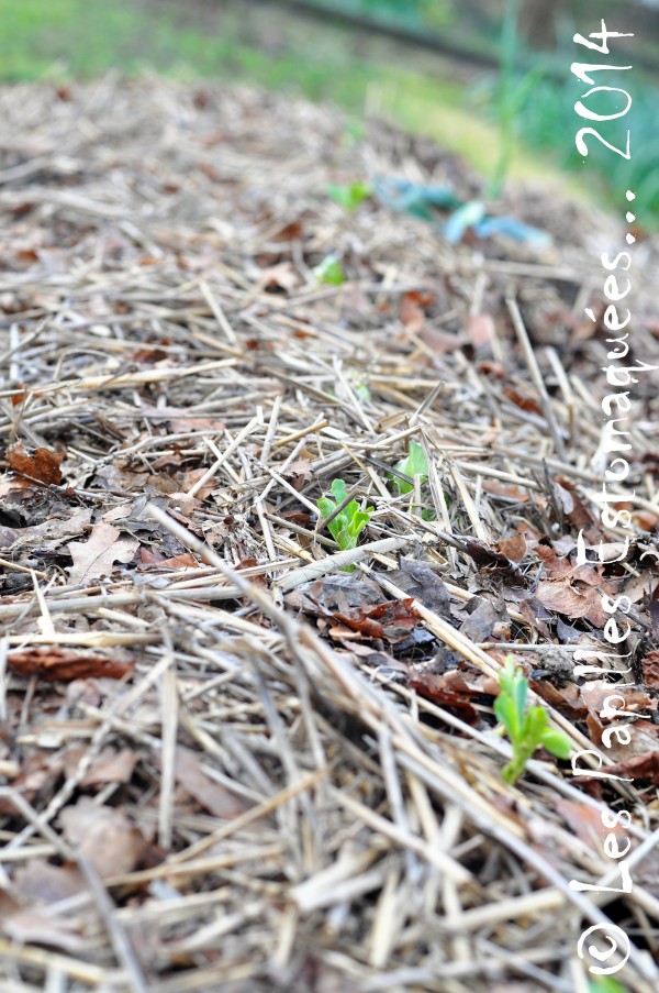 Feves plants 04